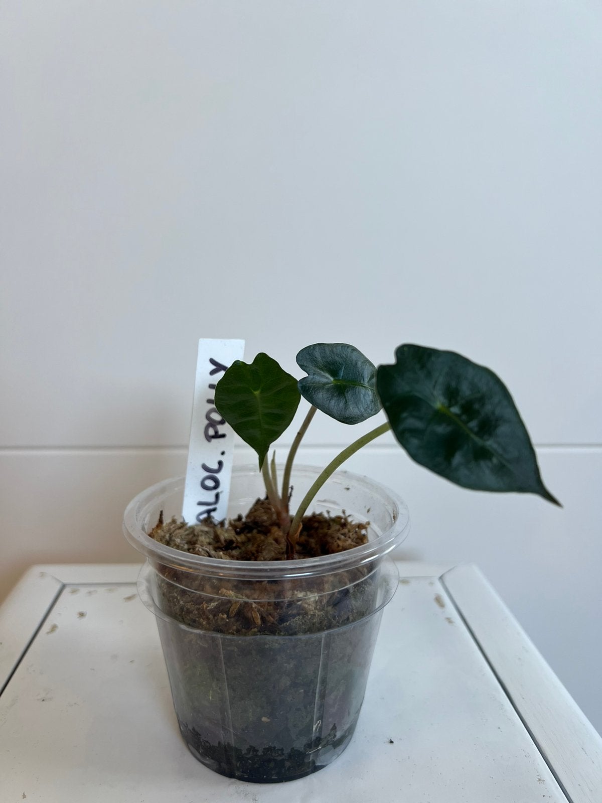 Alocasia polly (2 plantjes), Enlèvement
