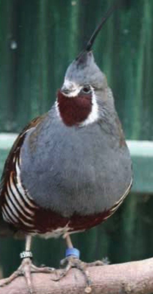 6 bergkuif kwartel kuikens te koop, Animaux & Accessoires, Sexe inconnu, Oiseau tropical, Bagué