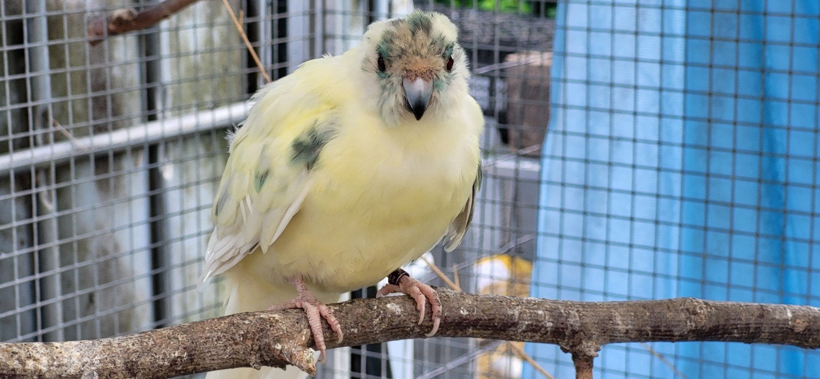 Kakariki  femelle, Femelle
