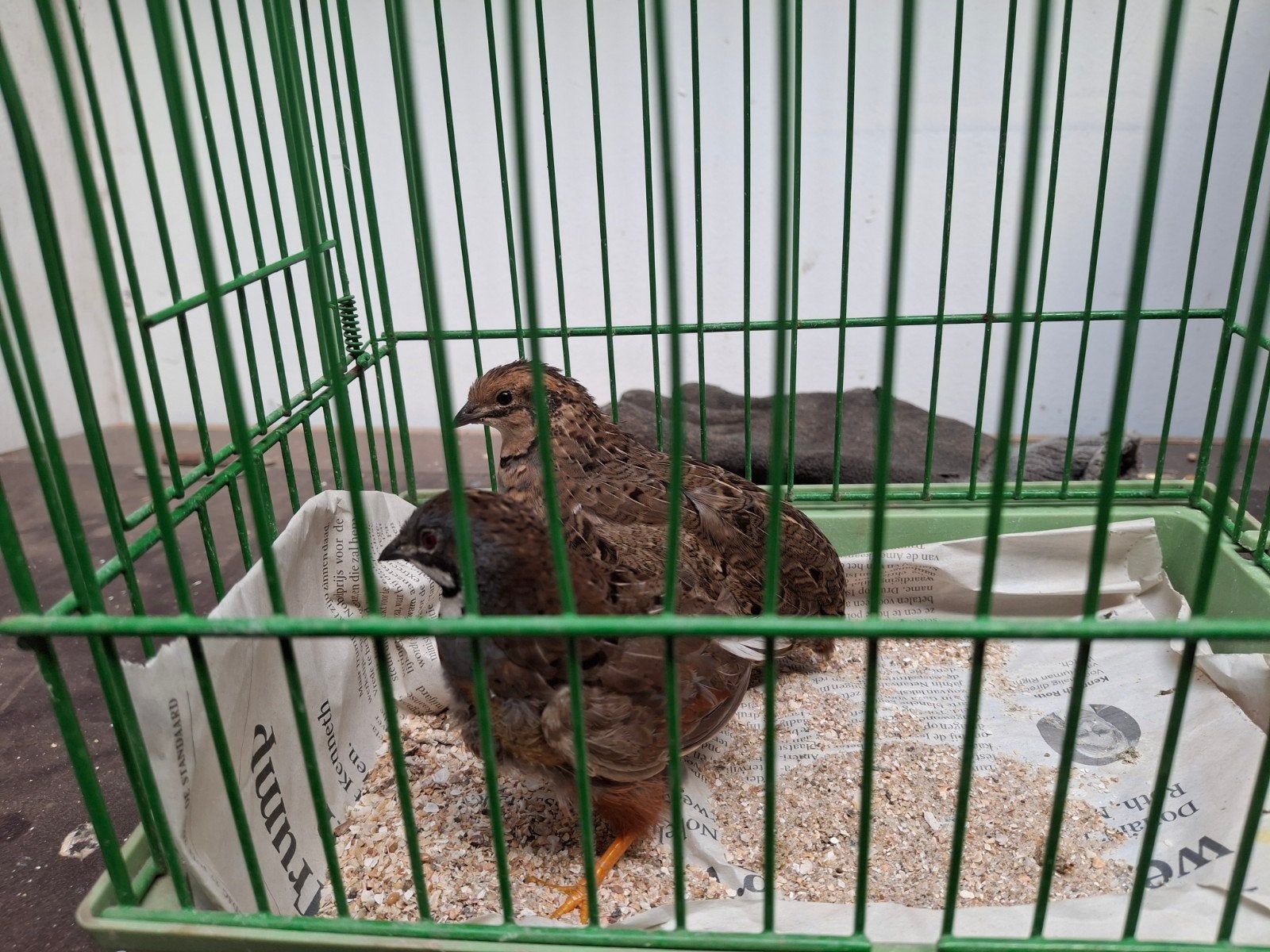 Chinese dwergkwartels, Dieren en Toebehoren, Meerdere dieren, Tropenvogel