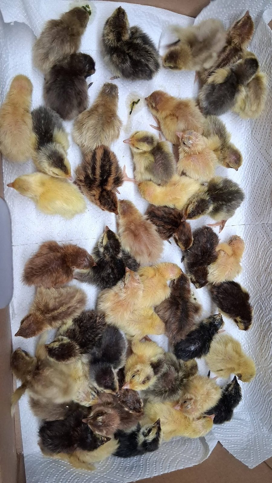 Cailles japonaises Day Chicks, Animaux & Accessoires, Volatiles, Sexe inconnu, Autres espèces