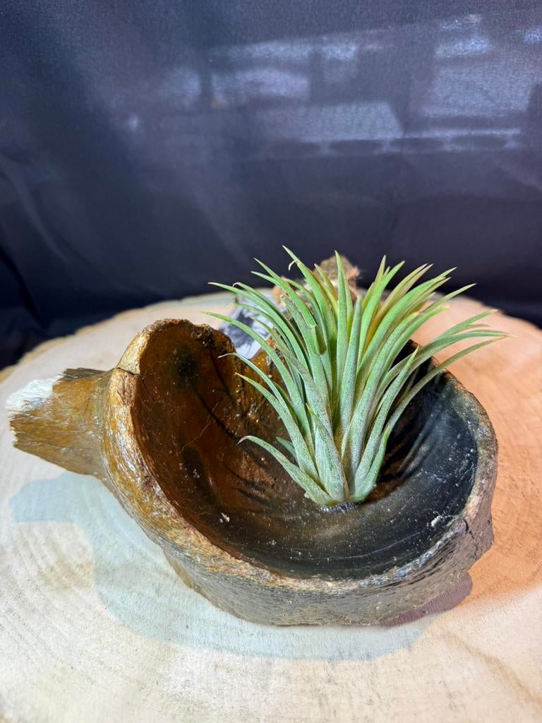 Rhinocéros laineux en os fossile — avec Tillandsia, Enlèvement ou Envoi
