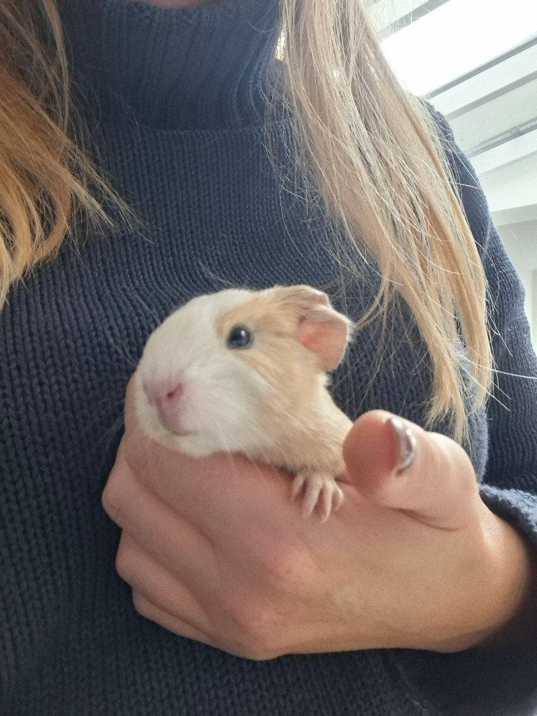 Cavia, Dieren en Toebehoren, Oktober, Mannelijk, Cavia