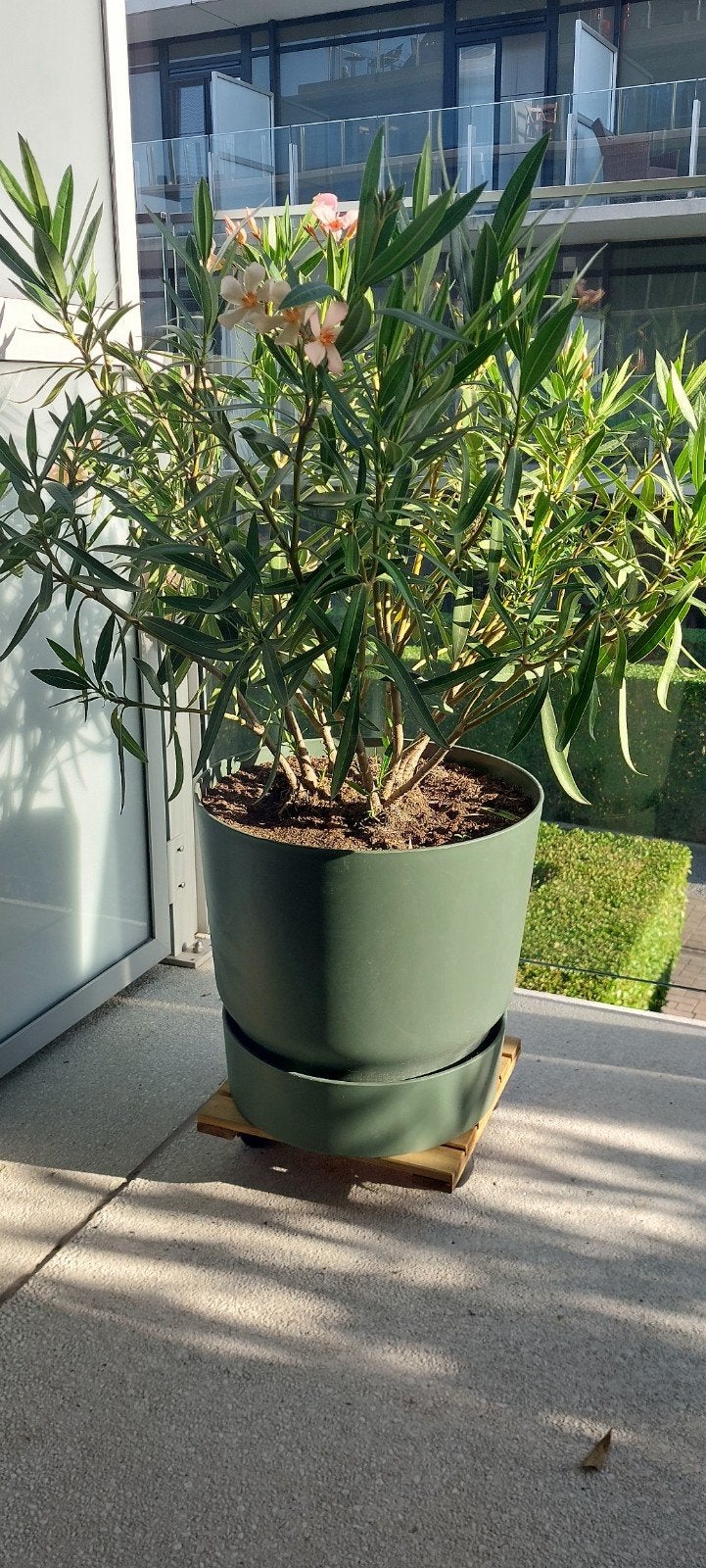 2bloembakken te koop met oleanders, Ophalen