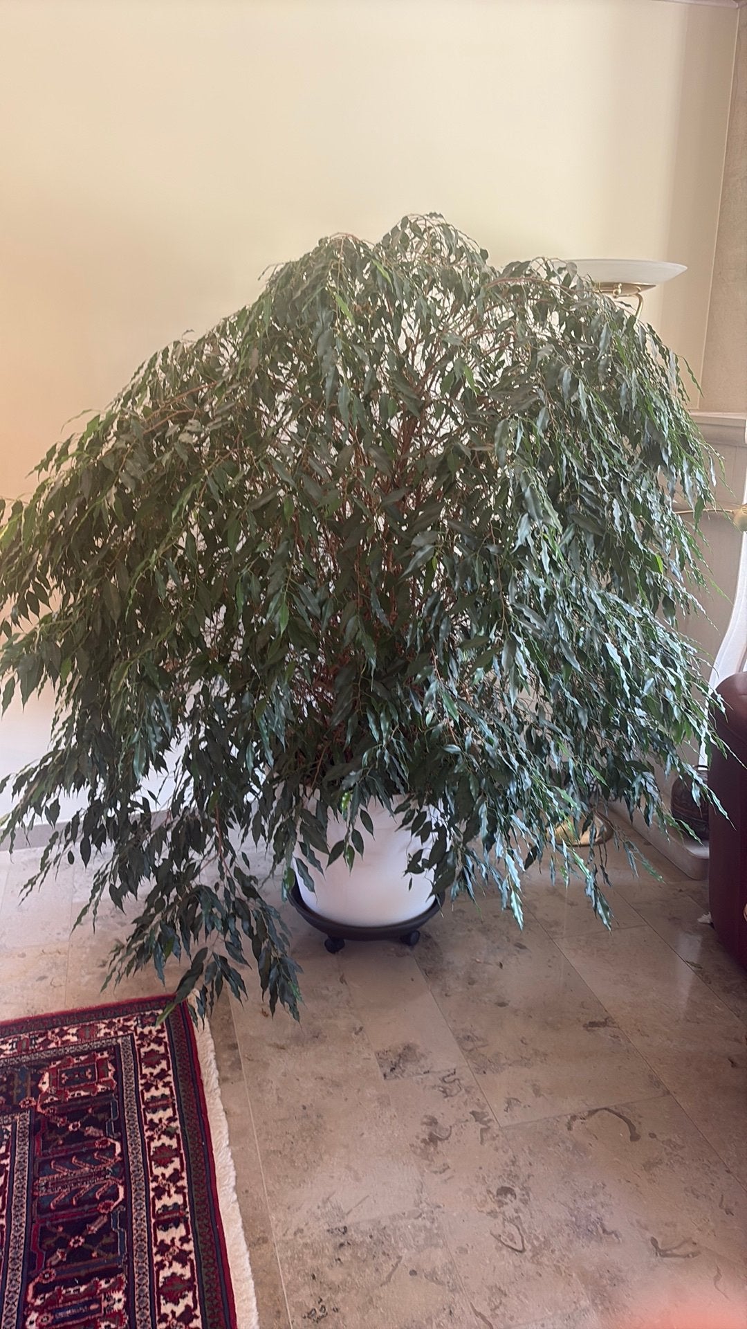 Plant Vicus Benjamina 165 cm hoog diameter 150 cm, Maison & Meubles, Plantes d'intérieur, Ficus, En pot, 150 à 200 cm, Enlèvement