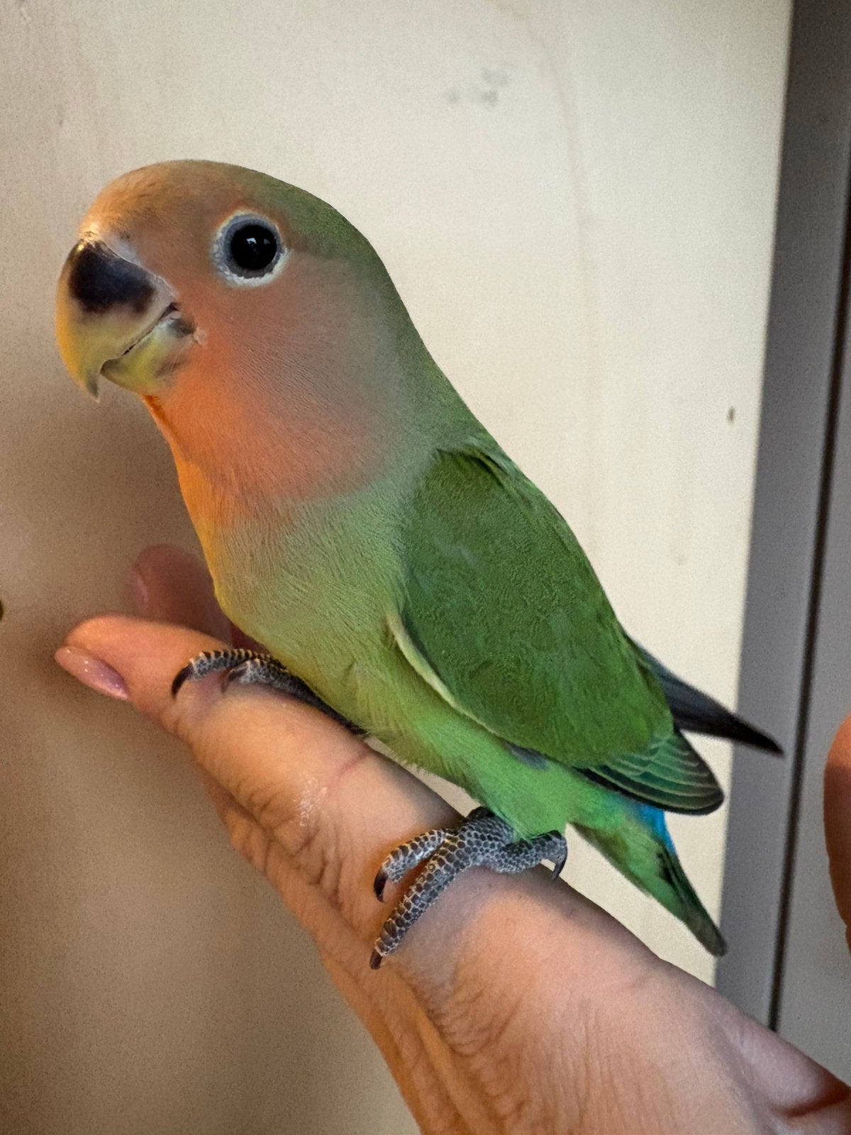 Handtamme dwergpapegaai, Dieren en Toebehoren, Mannelijk, Dwergpapegaai of Agapornis, Tam