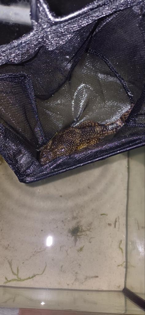 Ancistrus  dringent weg !, Dieren en Toebehoren, Ophalen of Verzenden