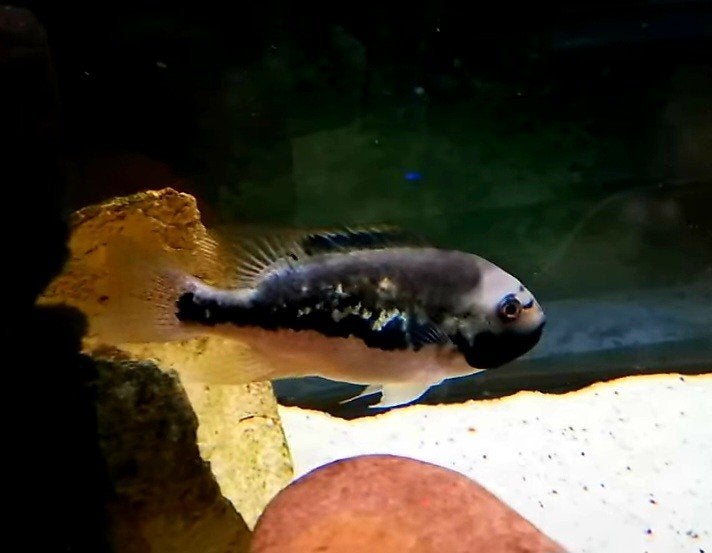 Aquariumvissen Tomocichla, Animaux & Accessoires, Poissons | Poissons d'aquarium, Poisson, Poisson d'eau douce