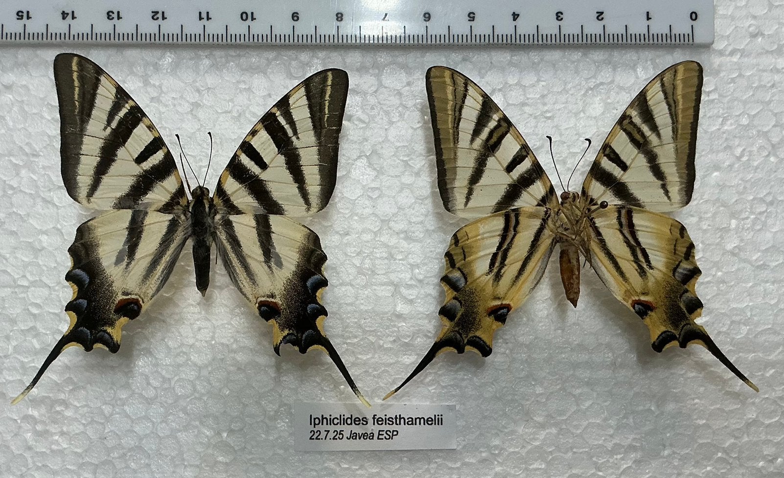 Iphiclides feisthameli, 9€/specimen, Ophalen, Zo goed als nieuw