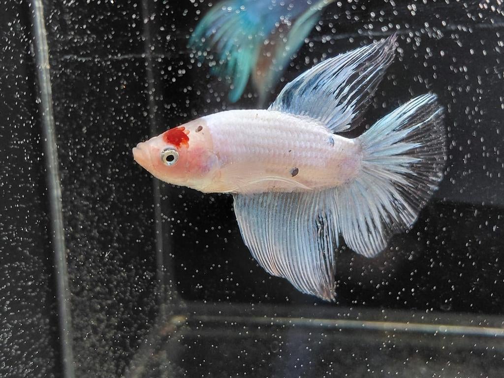 Opaque delta betta man, Dieren en Toebehoren, Vis