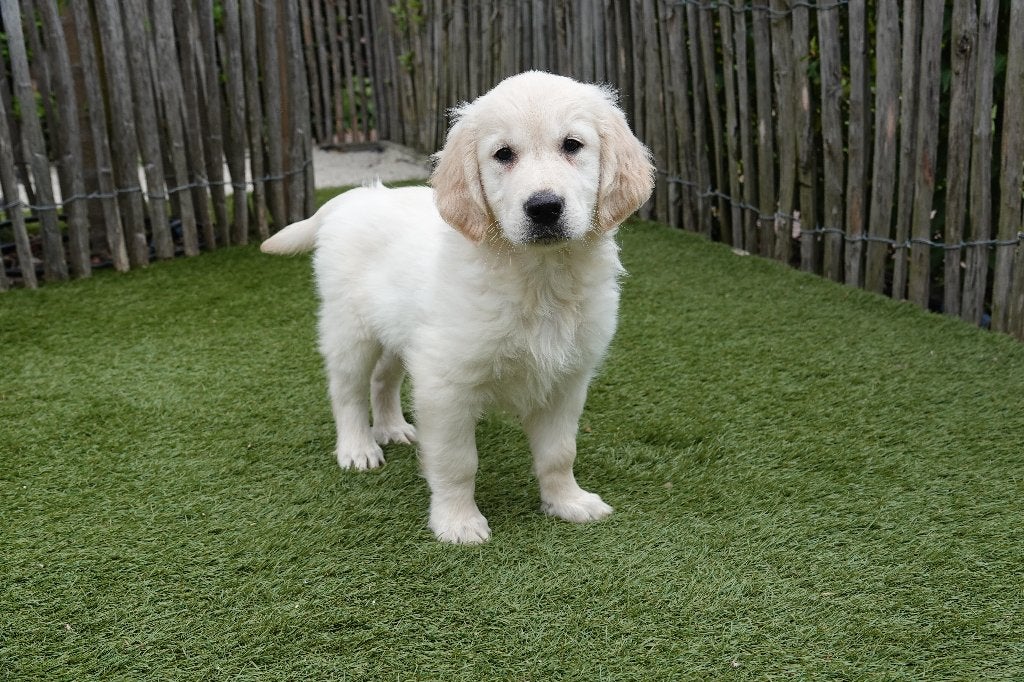 Beaux chiots Golden Retriever blonds/dorés, avec pedigree, Golden retriever, Plusieurs, Hépatite contagieuse (maladie de Rubarth)