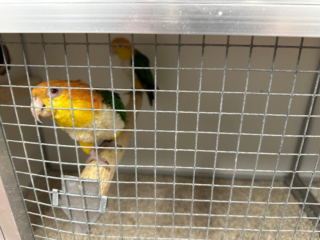 Caiques, Animaux & Accessoires, Oiseaux | Perruches & Perroquets
