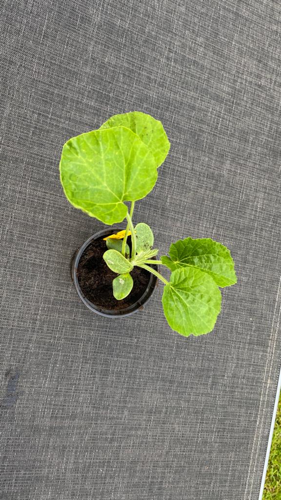 Petites citrouilles ornementales jaunes, Jardin & Terrasse, Autres espèces, Annuelle, Plein soleil, Été
