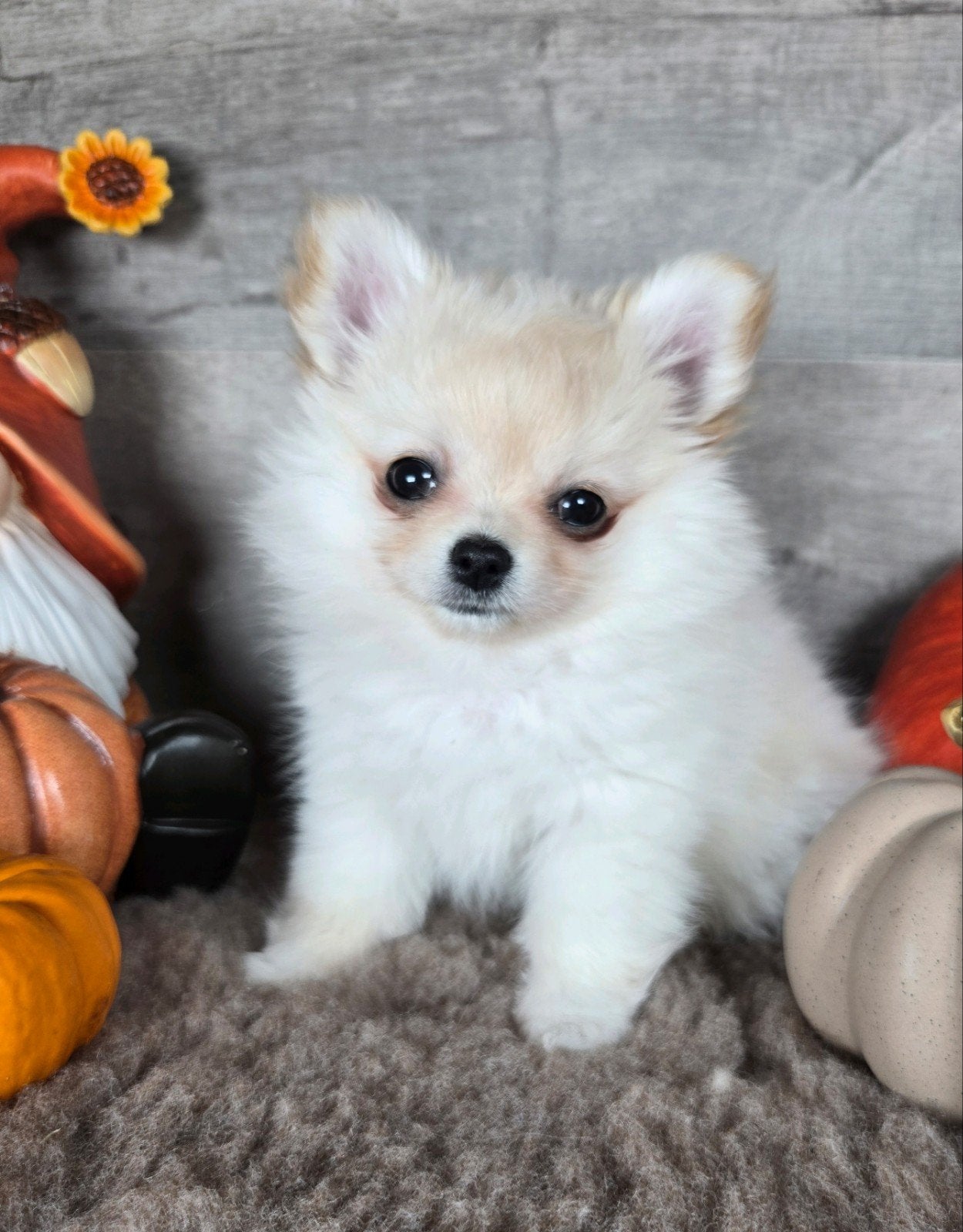Pomchi pup kleinblijvend ( Pomeriaan x Chihuahua ), België, Fokker | Hobbymatig, Overige rassen, CDV (hondenziekte)