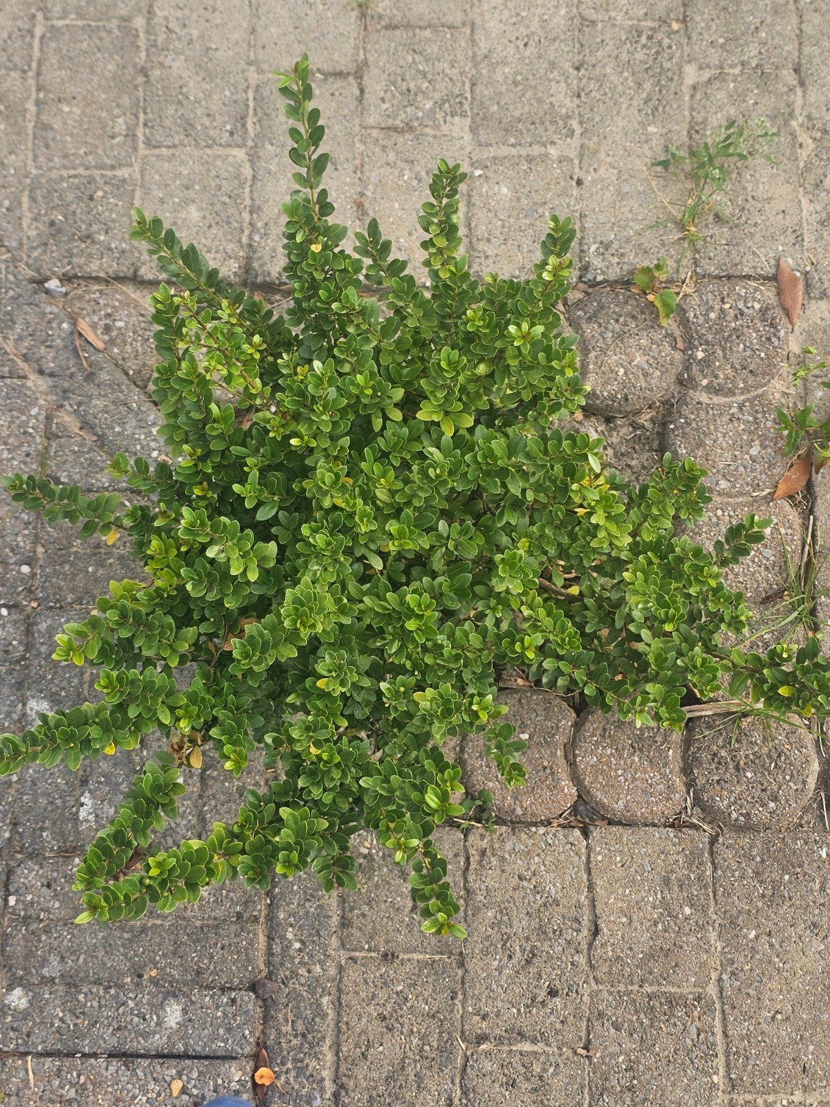 Japanse hulst 50 cm, 60 cm 90 cm, Ophalen, Hulst