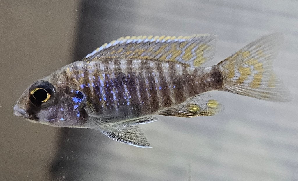 Aulonocara stuartgranti malawi cichliden, Dieren en Toebehoren, Vis, Zoetwatervis