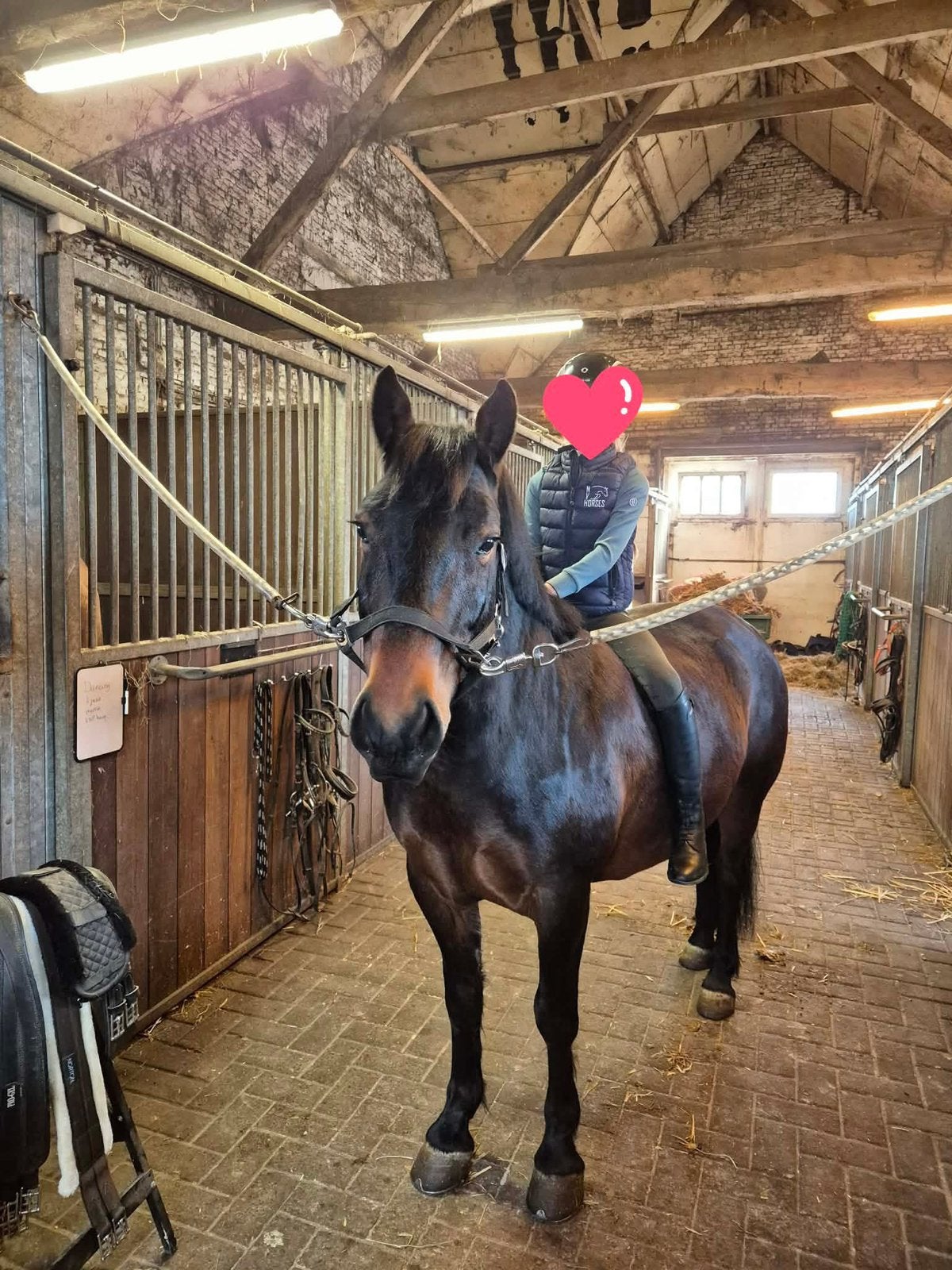 Prachtige pony, Animaux & Accessoires, Chevaux, Hongre