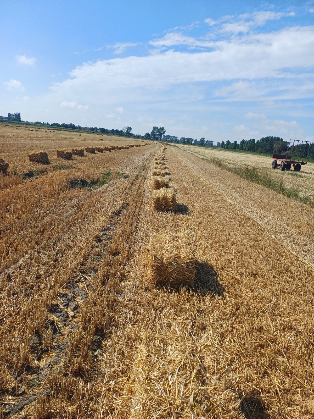 Tarwe stro, Dieren en Toebehoren, Ophalen of Verzenden
