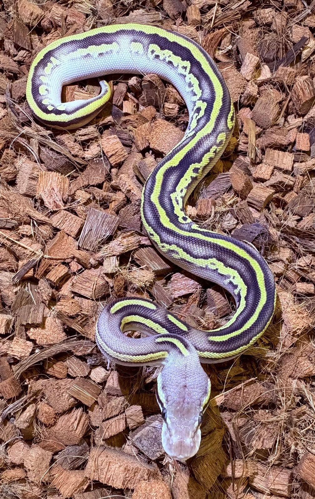 Python Regius Leopard Mojave Vanilla Pastel YB Ball Python - unknown for sale from RMD Regius