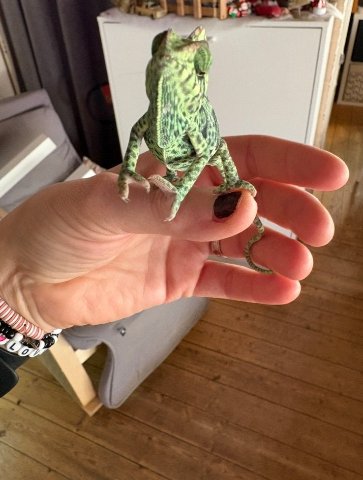 Kameleon