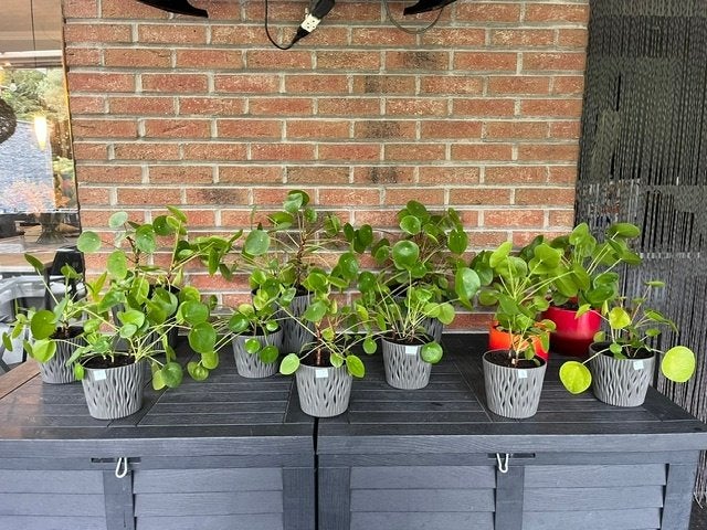 Plante à crêpes - Pilea Peperomdioides, Maison & Meubles, Autres espèces, En pot, Plein soleil, Moins de 100 cm