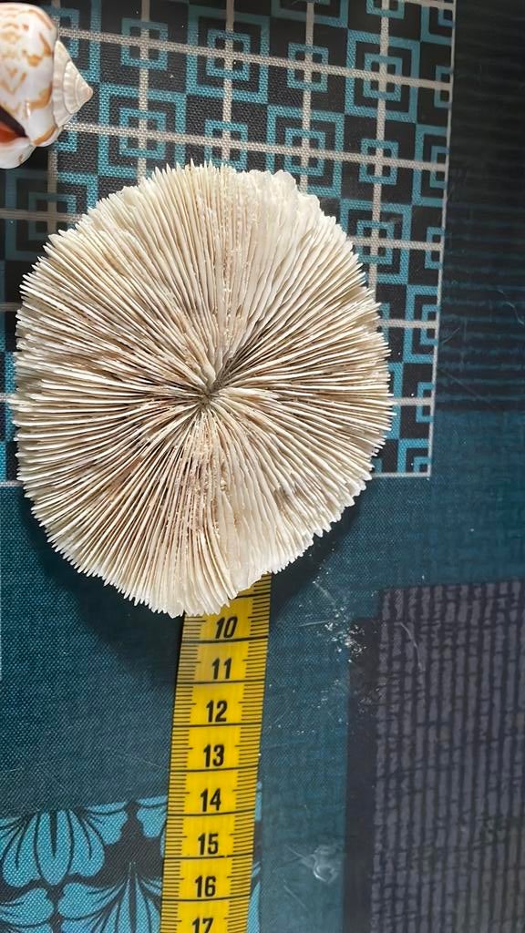 Coquillage, Enlèvement ou Envoi
