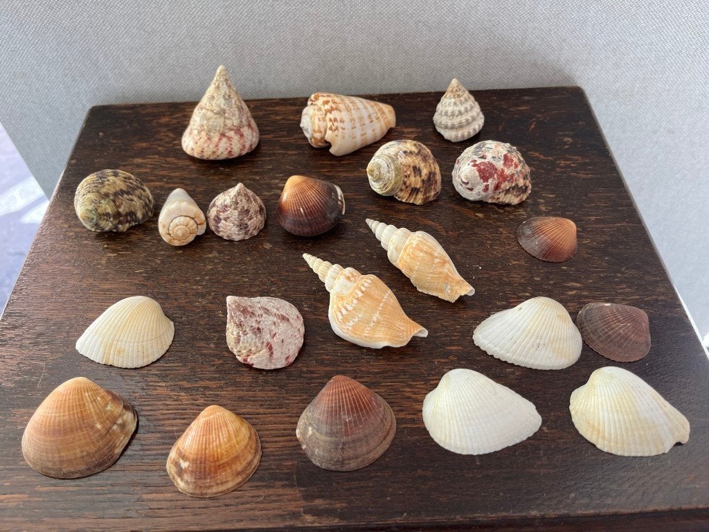 decoratieve schelpen, Ophalen of Verzenden, Schelp(en)