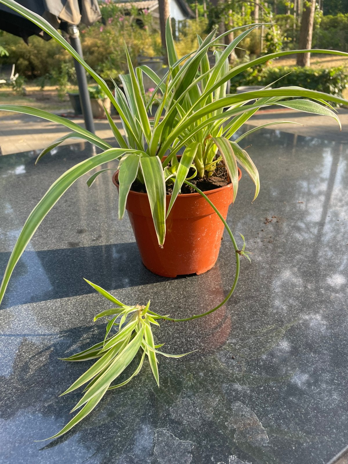 Chlorophytum, Maison & Meubles, Plantes d'intérieur, Enlèvement