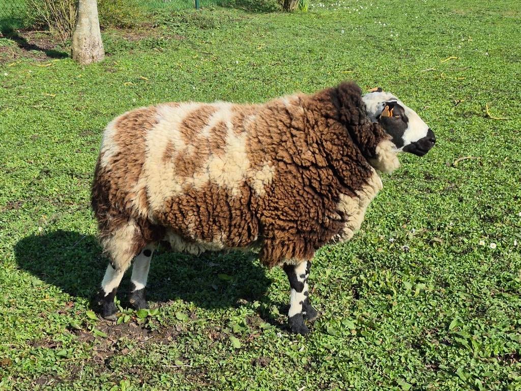 Baggerbonte schaap ram