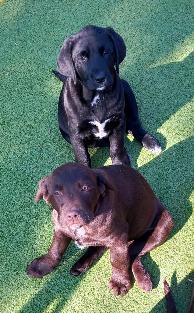 Labrador retriever puppy's, Dieren en Toebehoren, Parvo, België, Reu, 8 tot 15 weken