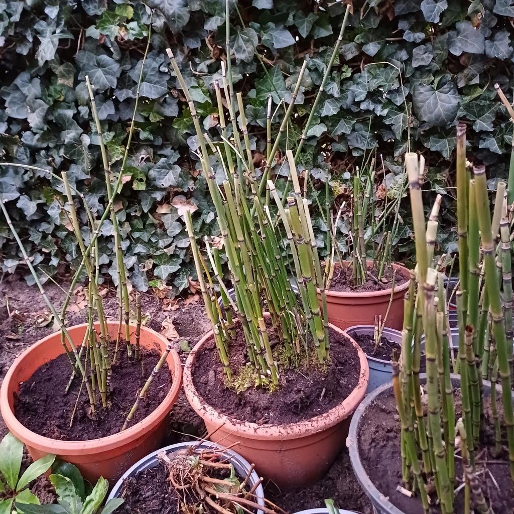 Slangengras/ Japanse holpijp, Tuin en Terras, Ophalen