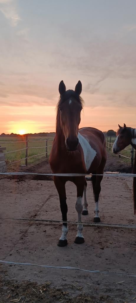 Unieke merrie met eerlijk en betrouwbaar karakter, Dieren en Toebehoren, Merrie, Minder dan 160 cm, Met stamboom, Niet van toepassing