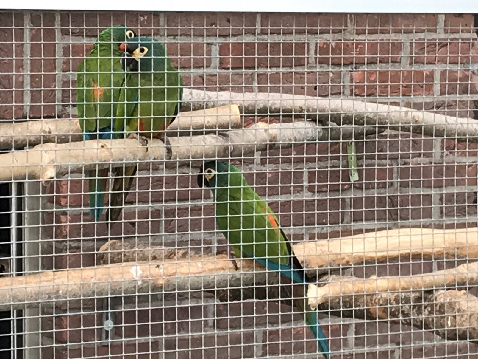 Illeger ara (maracana ara), Dieren en Toebehoren, Vogels | Parkieten en Papegaaien, Meerdere dieren, Papegaai, Geringd