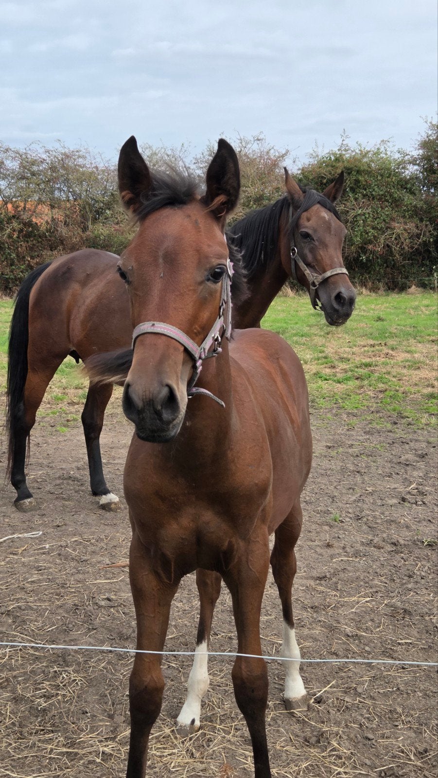 Familiepaardje in wording, zeer lief merrieveulen quarter, Dieren en Toebehoren, Merrie, Minder dan 160 cm, Met stamboom, 0 tot 2 jaar