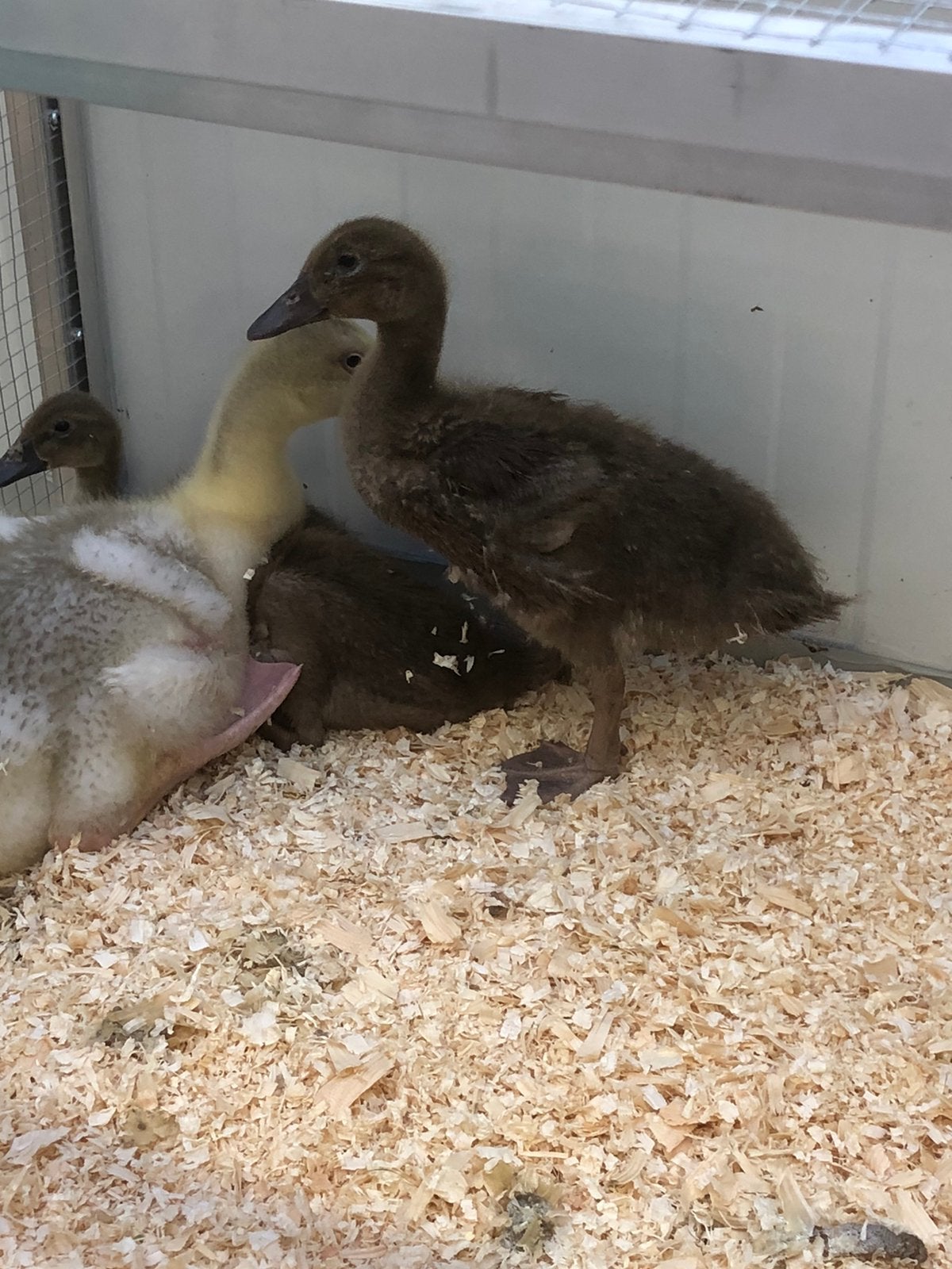 Eenden, Sexe inconnu, Canard
