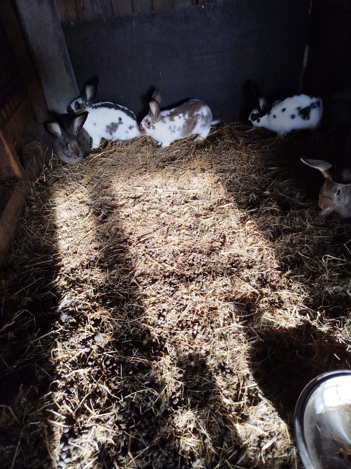 konijnen, Dieren en Toebehoren