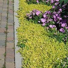 Lysimachia nummeralaria of Pinningkruid, Tuin en Terras, Planten | Tuinplanten, Ophalen, Bodembedekkers, Vaste plant, Halfschaduw