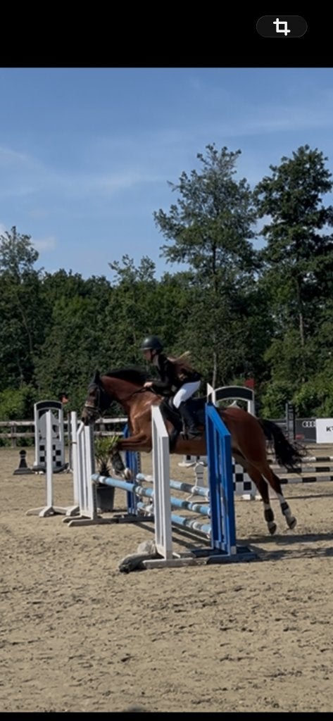 Verzorgpony gezocht, Dieren en Toebehoren, Springpony