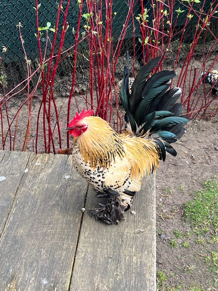 Sabelpootkrielhaan, Dieren en Toebehoren, Ophalen