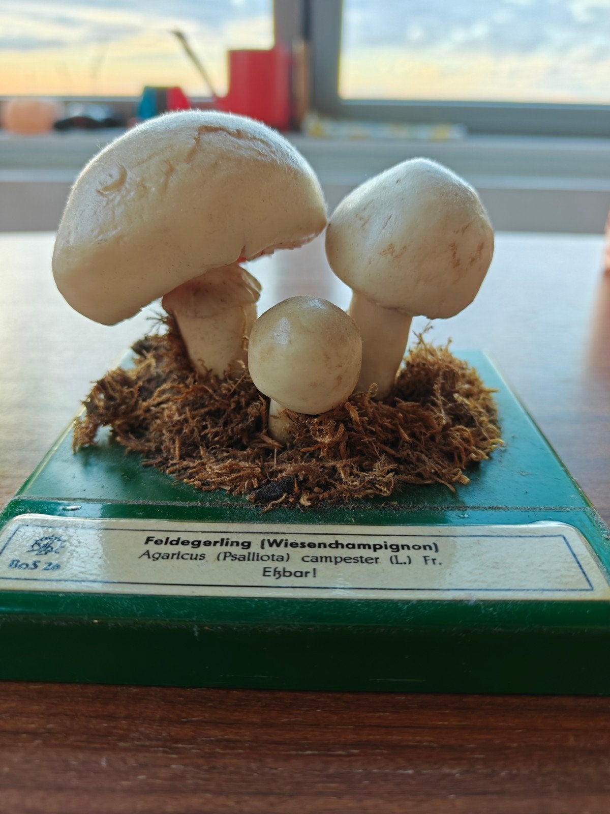 Somso botanisch model paddenstoel - Veldchampignon, Antiek en Kunst, Ophalen of Verzenden