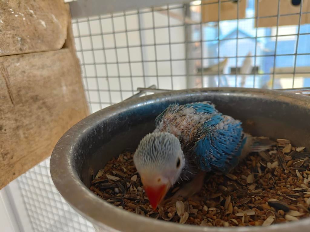 Perruches à collier, Plusieurs animaux, Perruche, Parleur