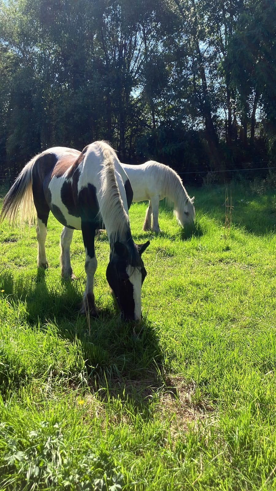Lieve, rustige Tinker merrie – ideaal weide / wandel maatje, Dieren en Toebehoren, Merrie
