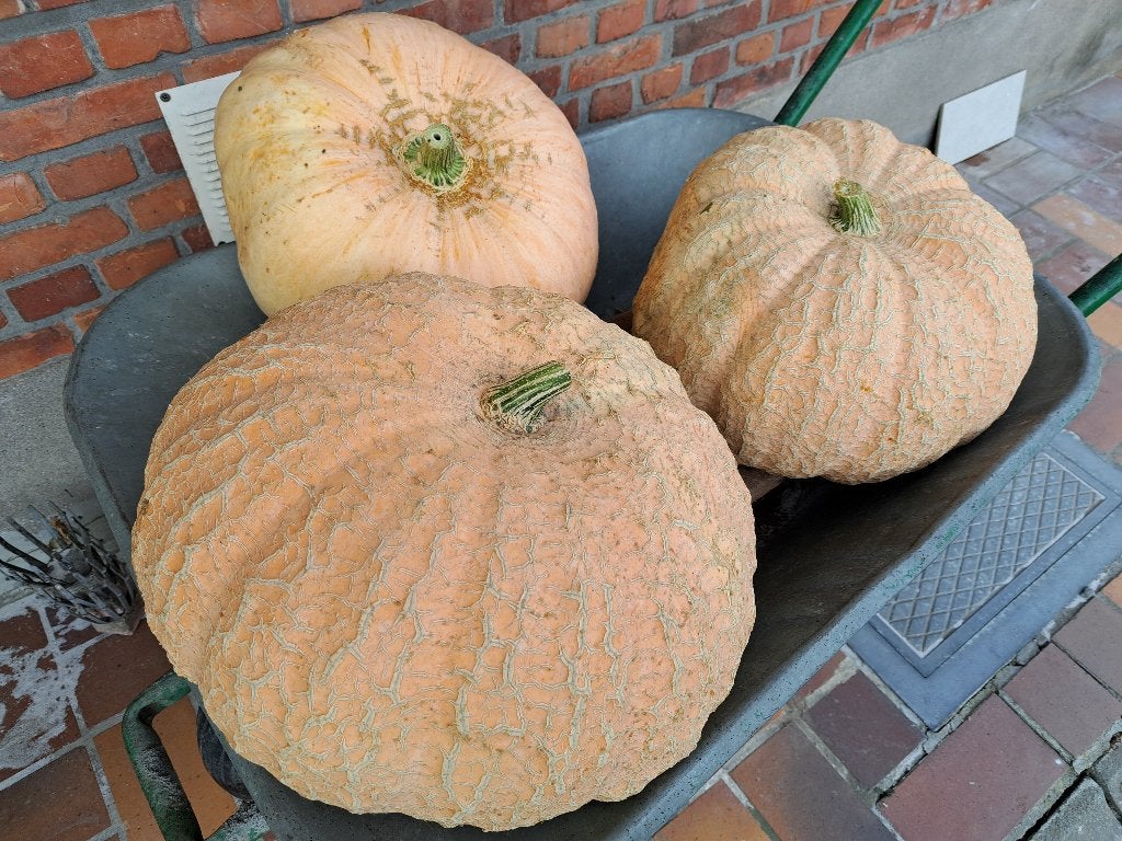 Pompoenen te koop, Ophalen
