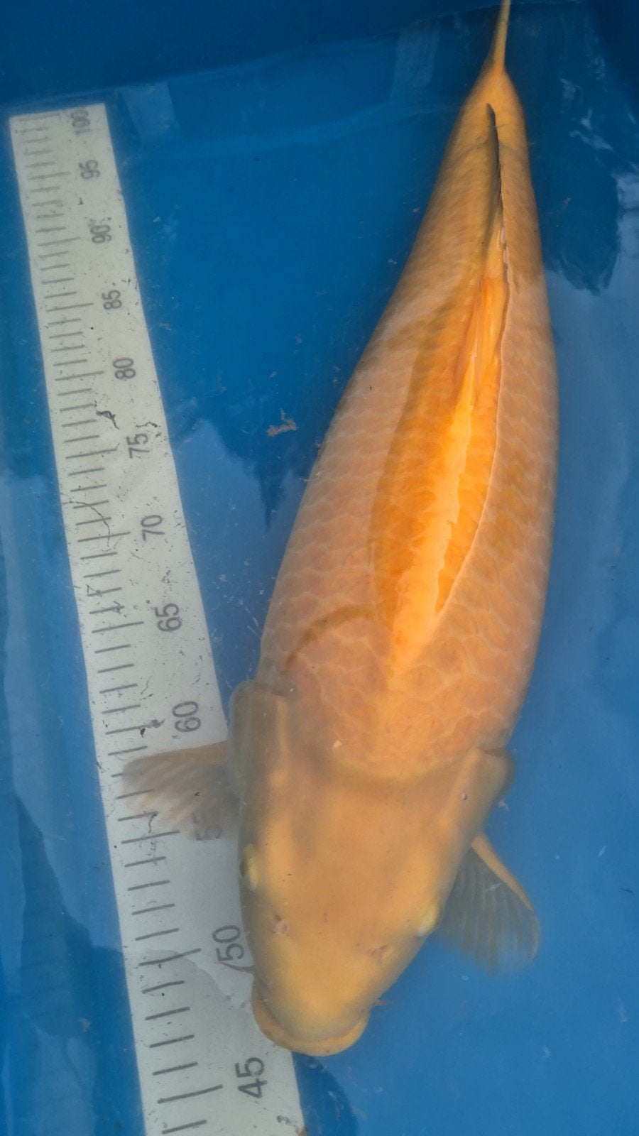 konishi karashigoi, nisai, female 64/65cmkarashigoi van de k, Carpe ou Koï