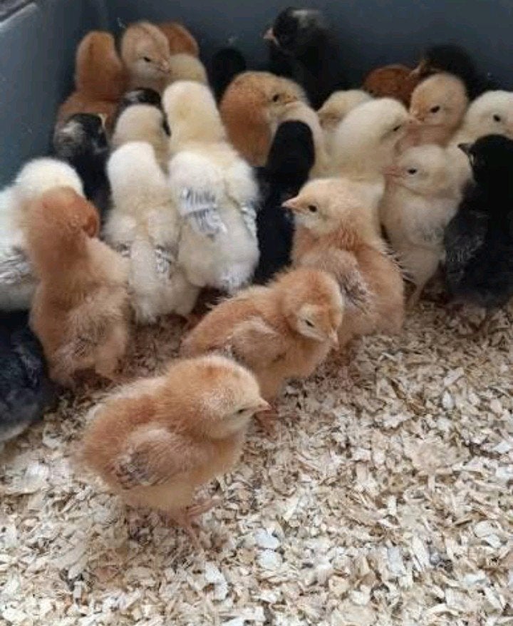 Eendagskuikens/kuikens araucana lavendel en Duitse favorelle, Dieren en Toebehoren, Pluimvee