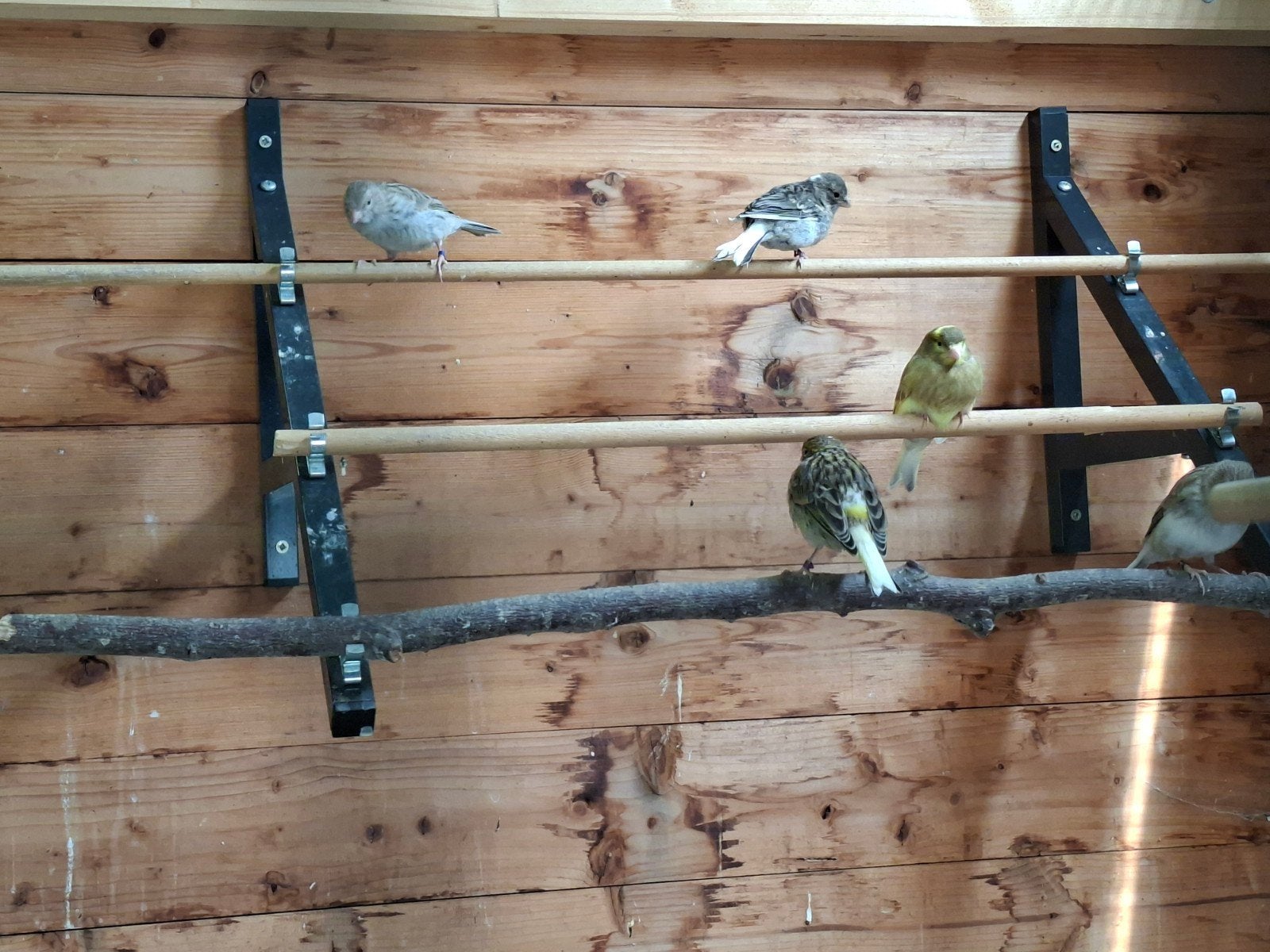 Jonge kanaries, Dieren en Toebehoren