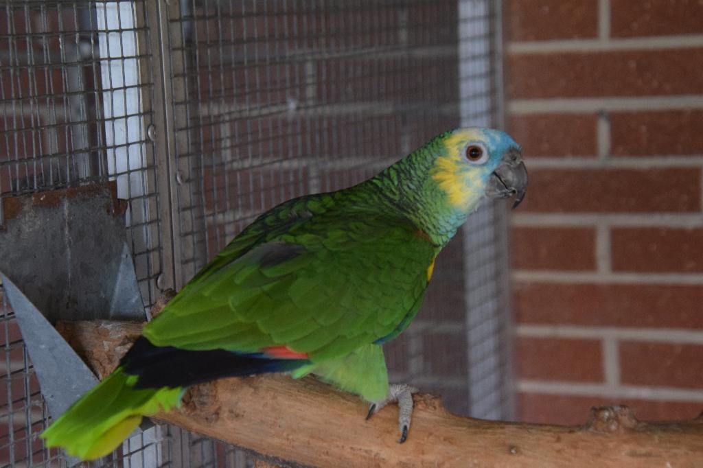 Blauwvoorhoofdamazone, Femelle, Perroquet, Bagué