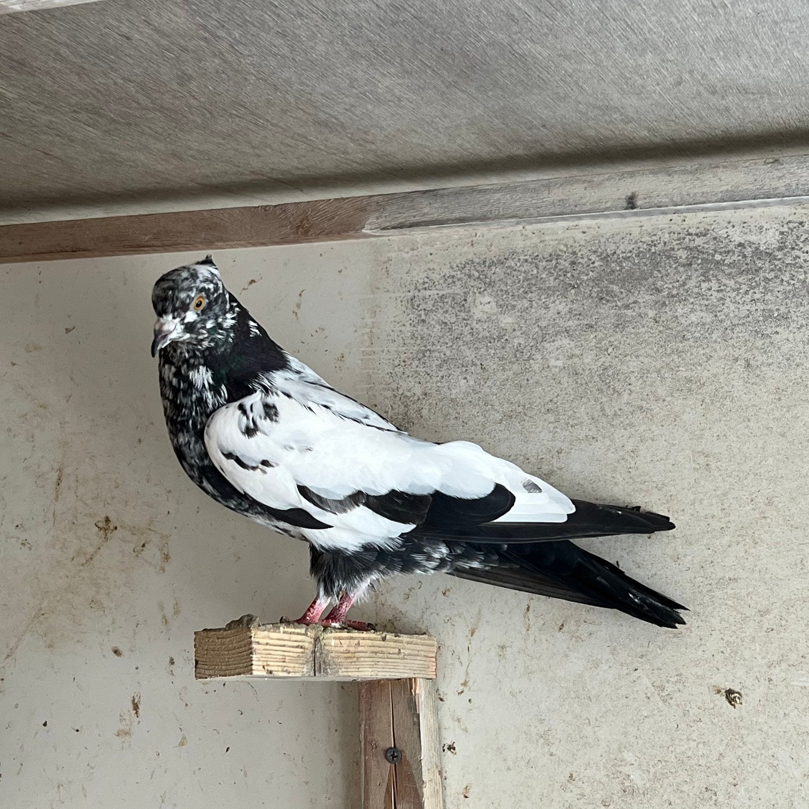 Iraanse duiven, Dieren en Toebehoren