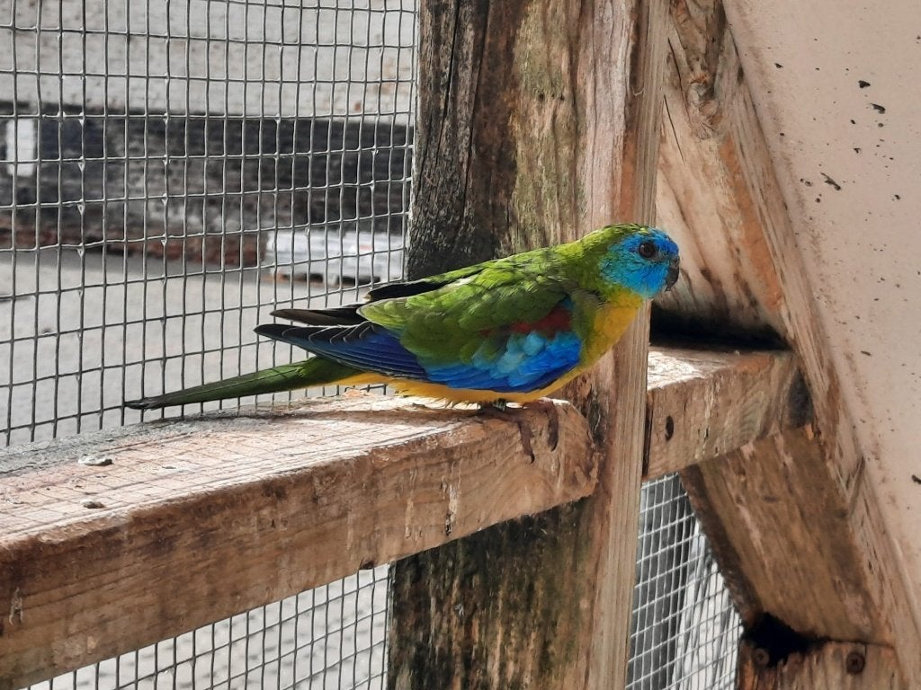 bourkes parkiet, Parkiet