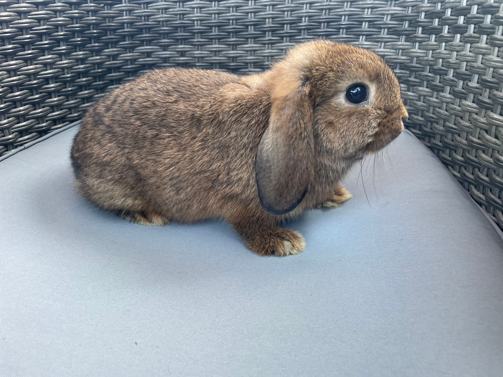 Minilop konijntje, Dieren en Toebehoren, Konijnen